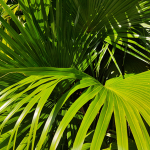 亚洲A片一级在线观看
